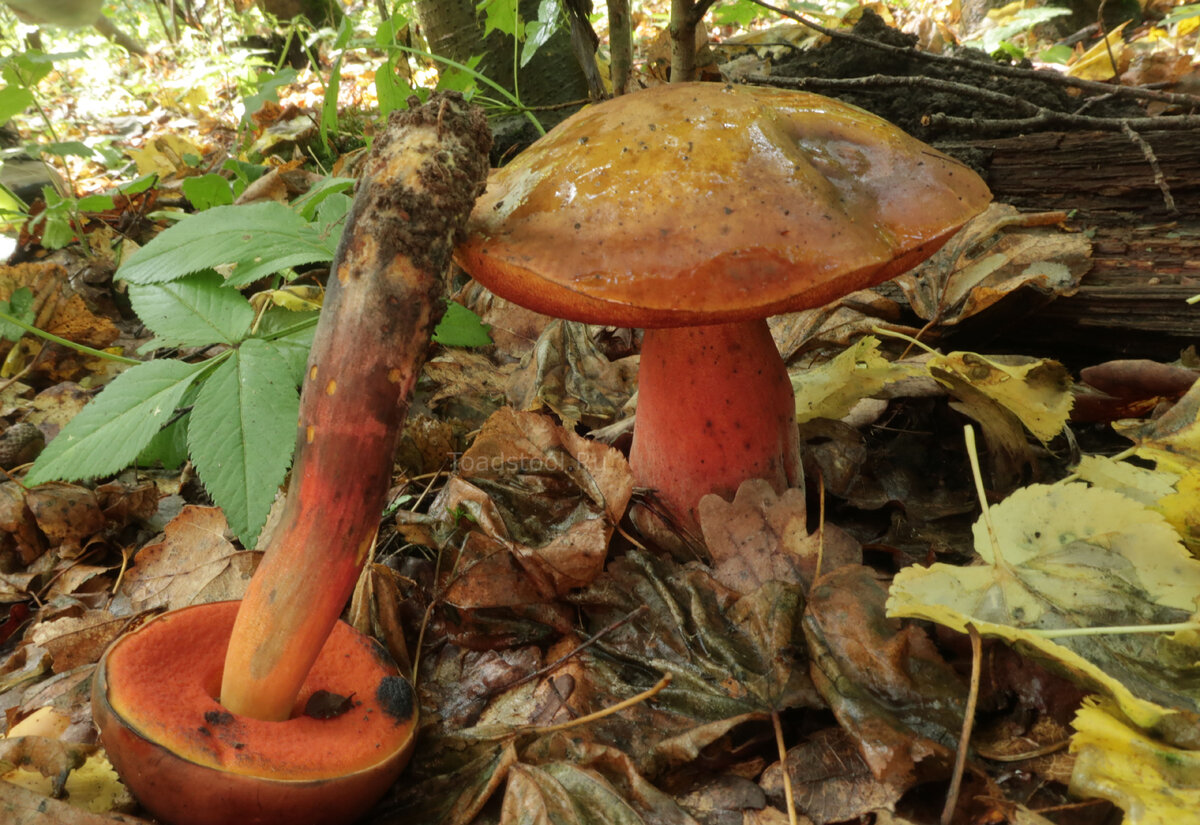 Этот тоже какой-то гибридный... (фото И.Лебединского)