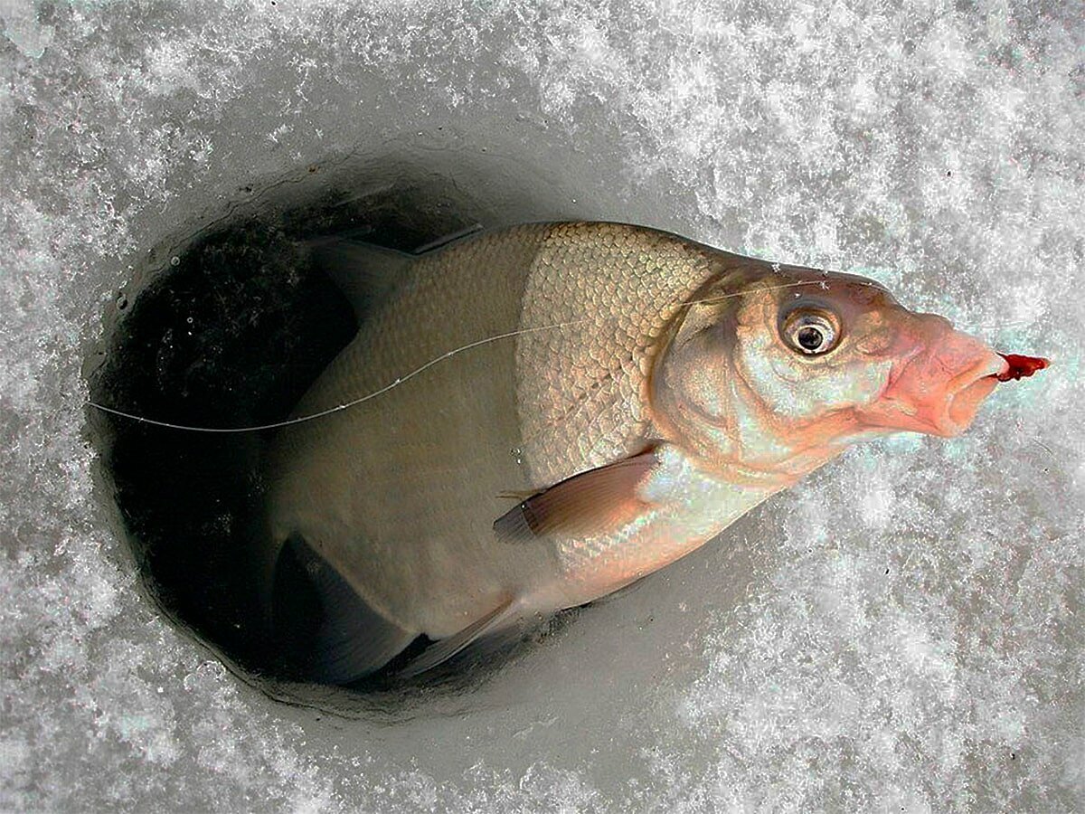 лещ зимой на озере. мормышка лещевая зимняя. чудское озеро зимой. рыбалка в глухозимье. рыбалка зимой.