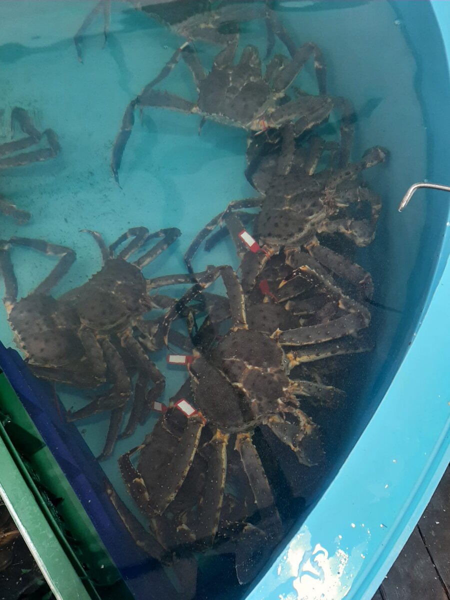 Крабы в бассейне. 