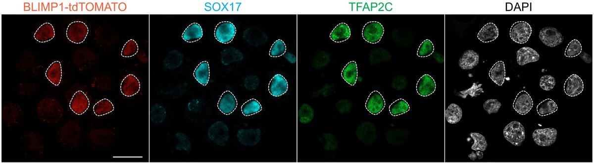    Ген SOX17 сыграл ключевую роль в индукции первичных половых клеток из плюрипотентных стволовых клеток белого носорога.Masafumi Hayashi, Osaka University