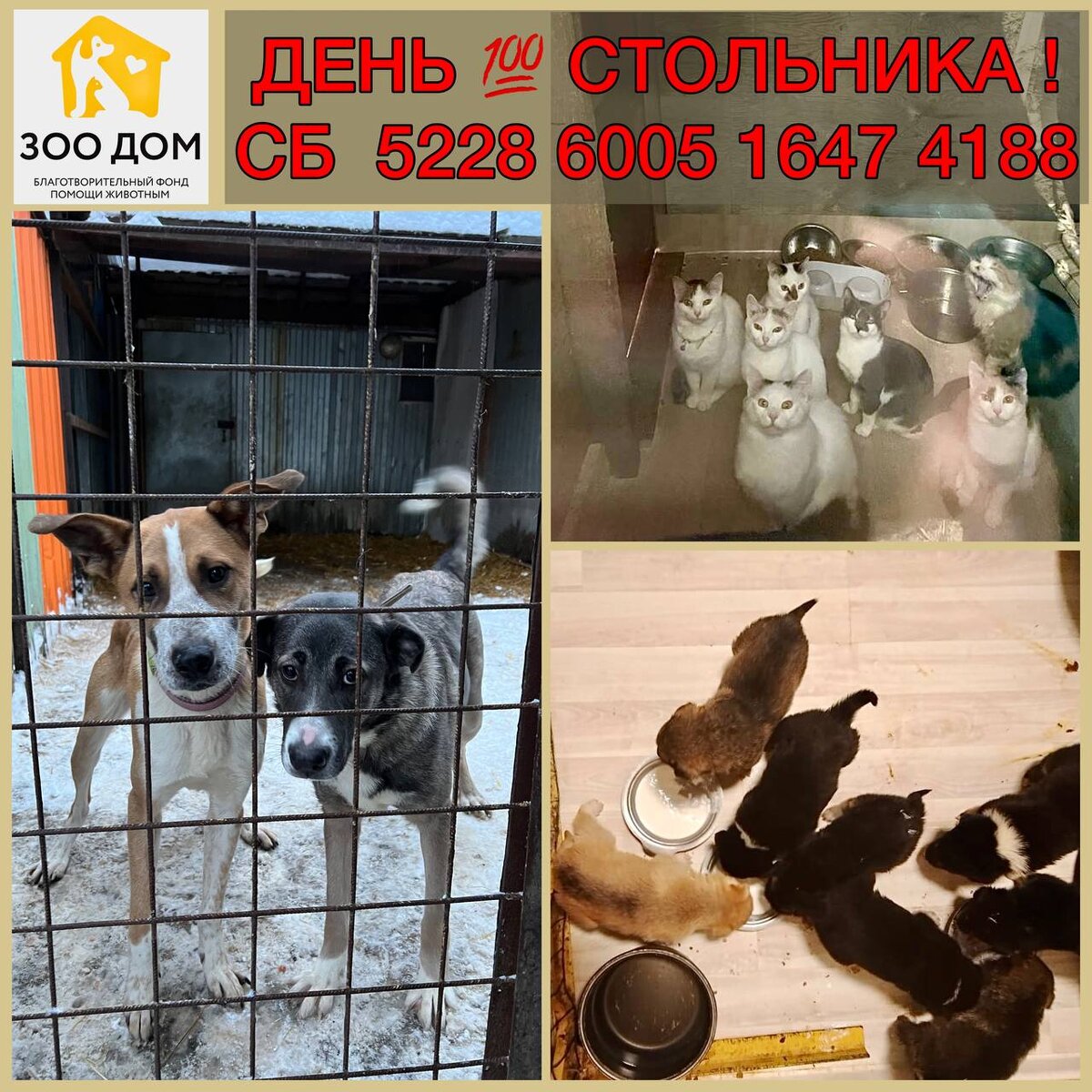 День стольника для животных картинки