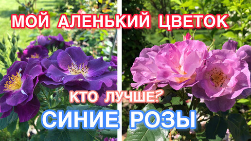 Кого выбрать | Розы Рапсоди ин Блю и Блю фо ю | Rhapsody in Blue, Blue ...