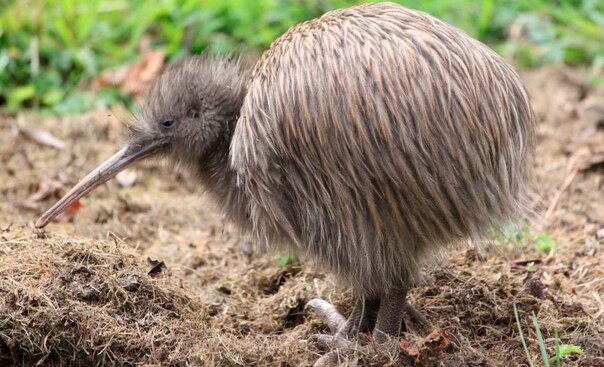 Символ Новой Зеландии - птица Киви.