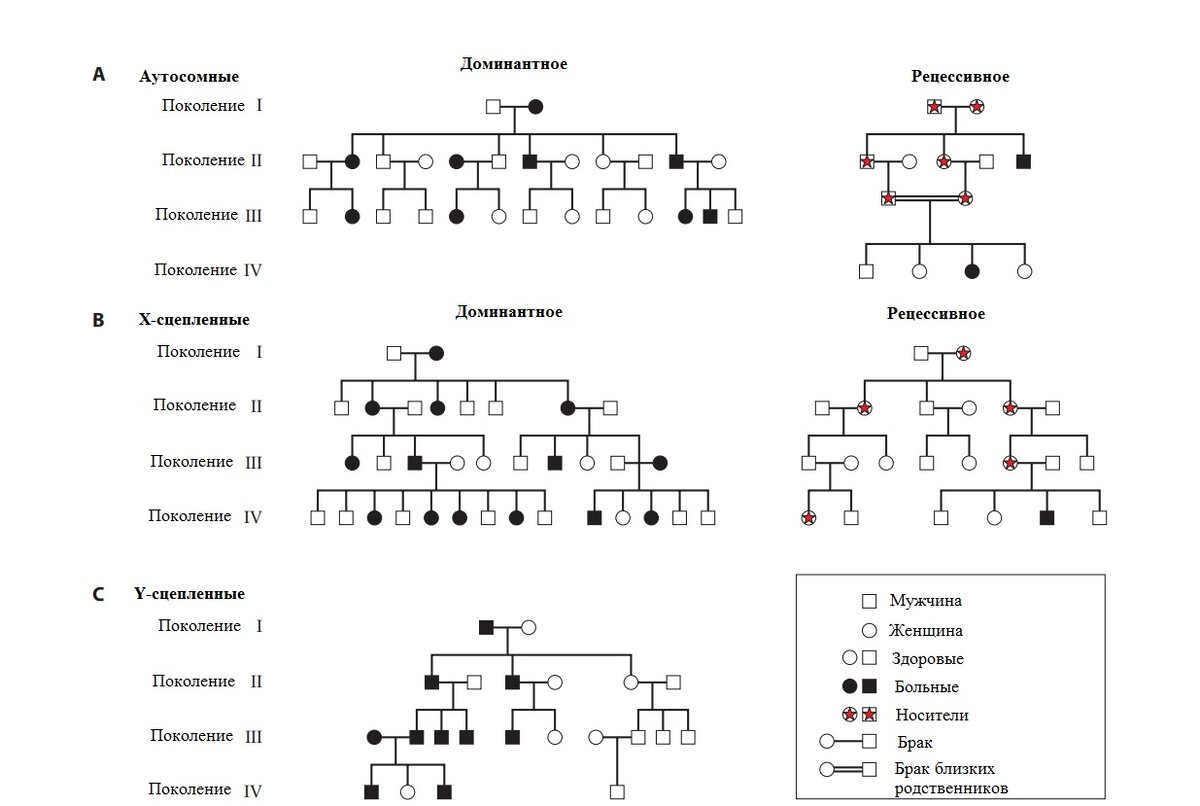 Рисунок 1. Моногенные заболевания. (A) Аутосомно-доминантные и аутосомно-рецессивные; (B) Х-сцепленные доминантные и Х-сцепленные рецессивные; (C) Y-связаные. Источник: doi:10.1128/9781555818890.ch3.f3.17