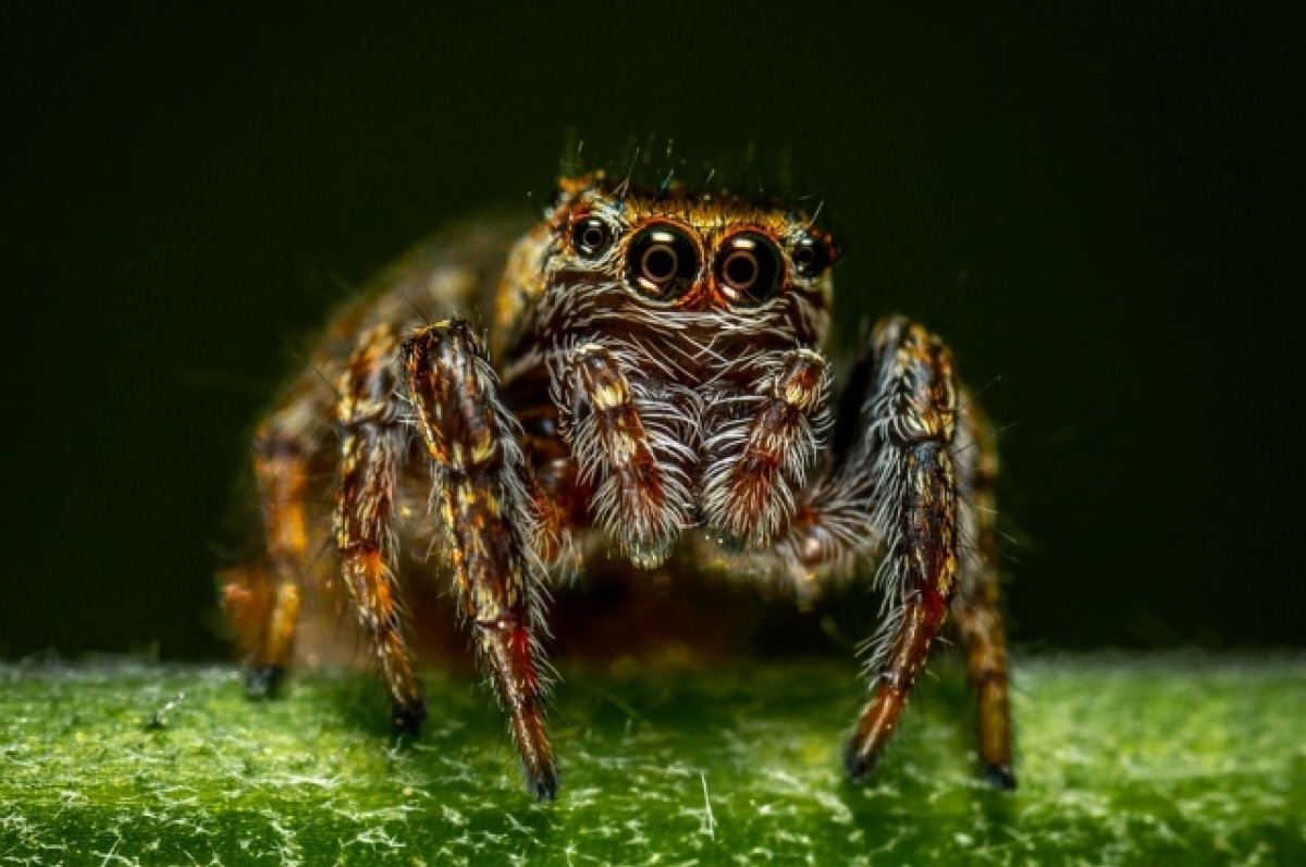    В Оренбуржье потепление до нуля градусов сбило с толку степных пауков.
