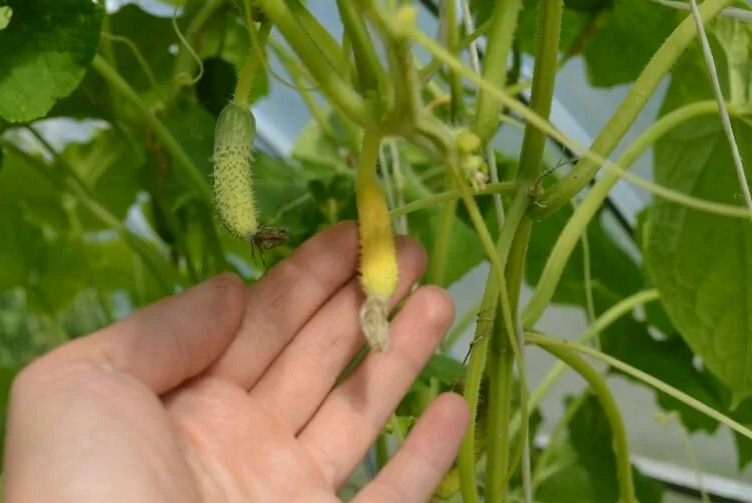 Фотография взята из источника zhiznrastenii.ru