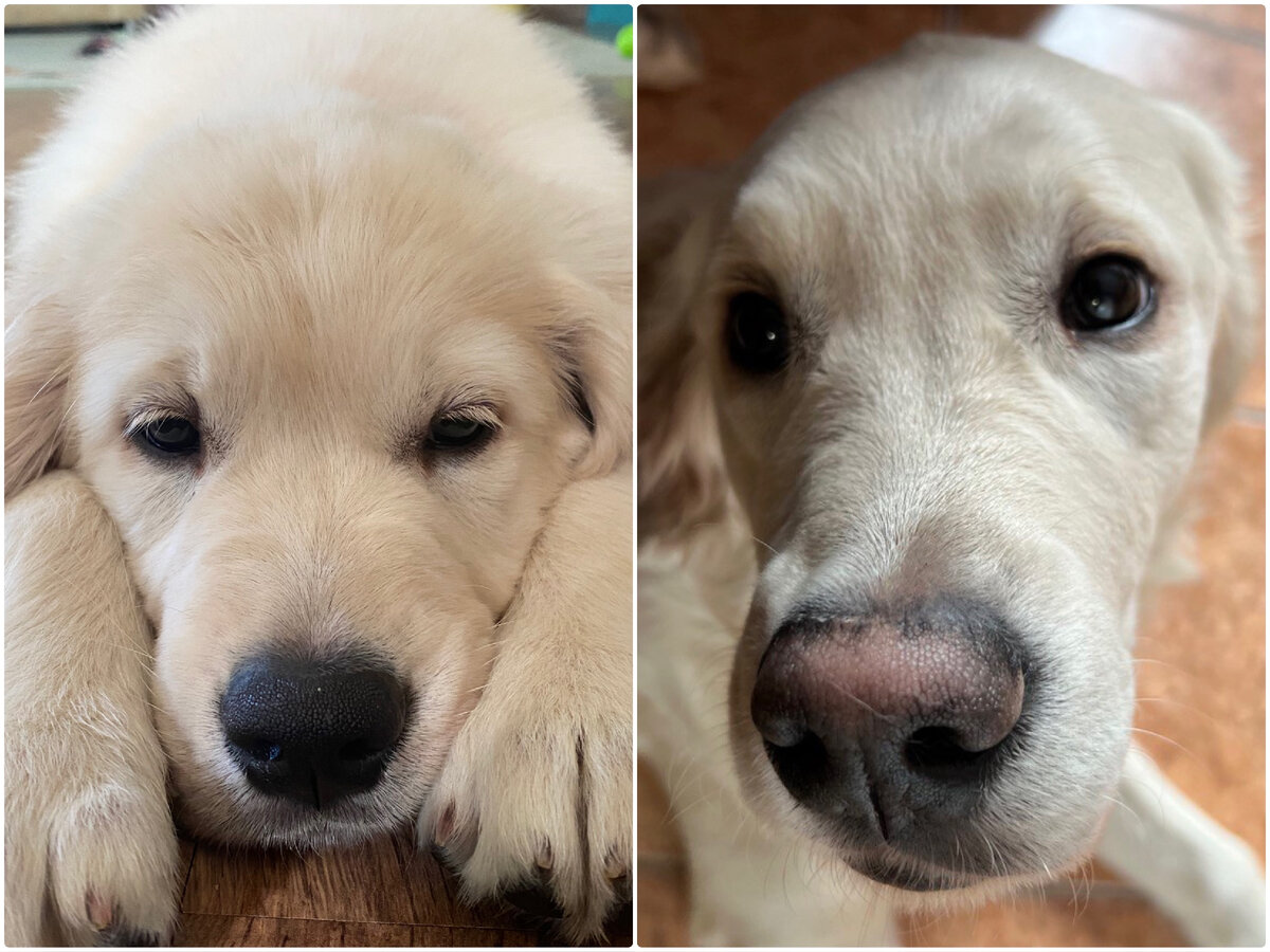 Фото автора. Барни в 2 и 5 месяцев. 