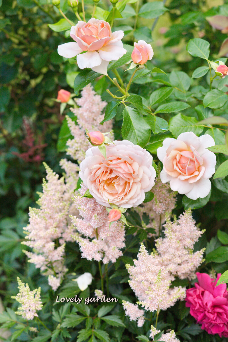 Начало цветения астильбы Юник Салмон