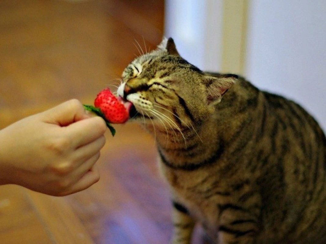 Котята и фрукты. Кот есть фрукты. Котик ест виноград. Кот ест клубнику. Здоровая кошка.