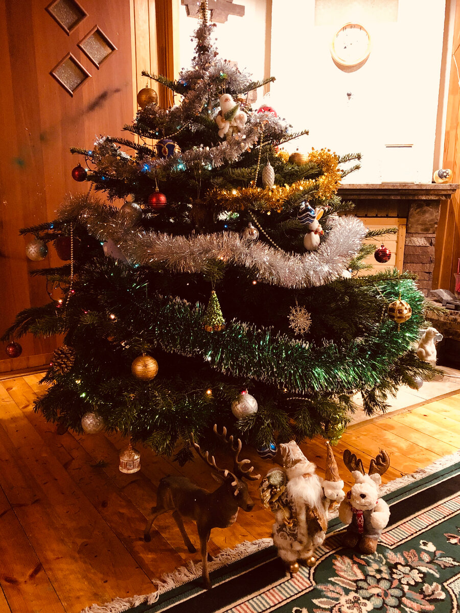 Живая пихта Нордмана в наш первый деревенский Новый год. Везде фото автора.