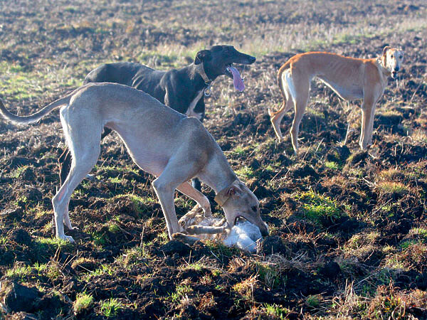     Хортая борзая известна на территории Руси не менее 500 лет назад. Русские заводчики много потрудились, прежде чем вывели стандарт безупречной охотничьей собаки. Хортая борзая привлекательна незаурядными охотничьими и беговыми качествами. Спектр ее рабочих качеств универсален: собака используется при охоте на зайцев, лис, косуль, джейранов, сайгаков, шакалов и даже волка. Фото: Анна Шубкина.