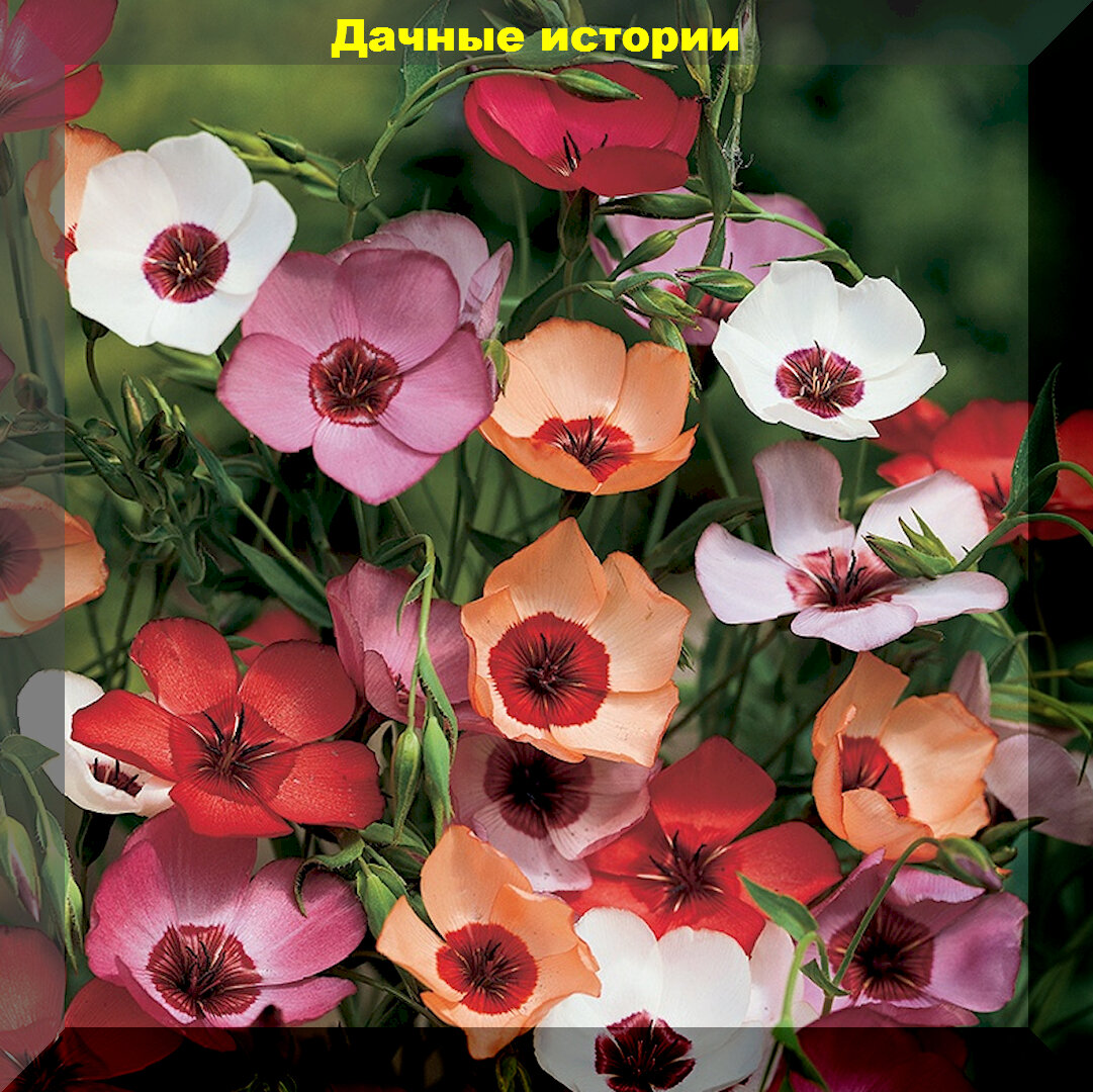 Лен в саду
