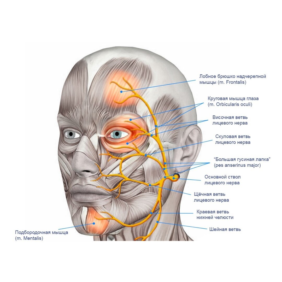 Лицевой нерв век. Лицевой нерв иннервирует мышцы лица. Лицевой черепно мозговой нерв. Лицевой нерв иннервация мышц шеи. Иннервация тройничного и лицевого нерва.