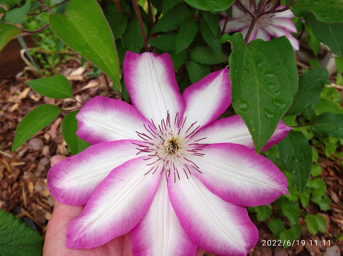 Clematis Rose роза