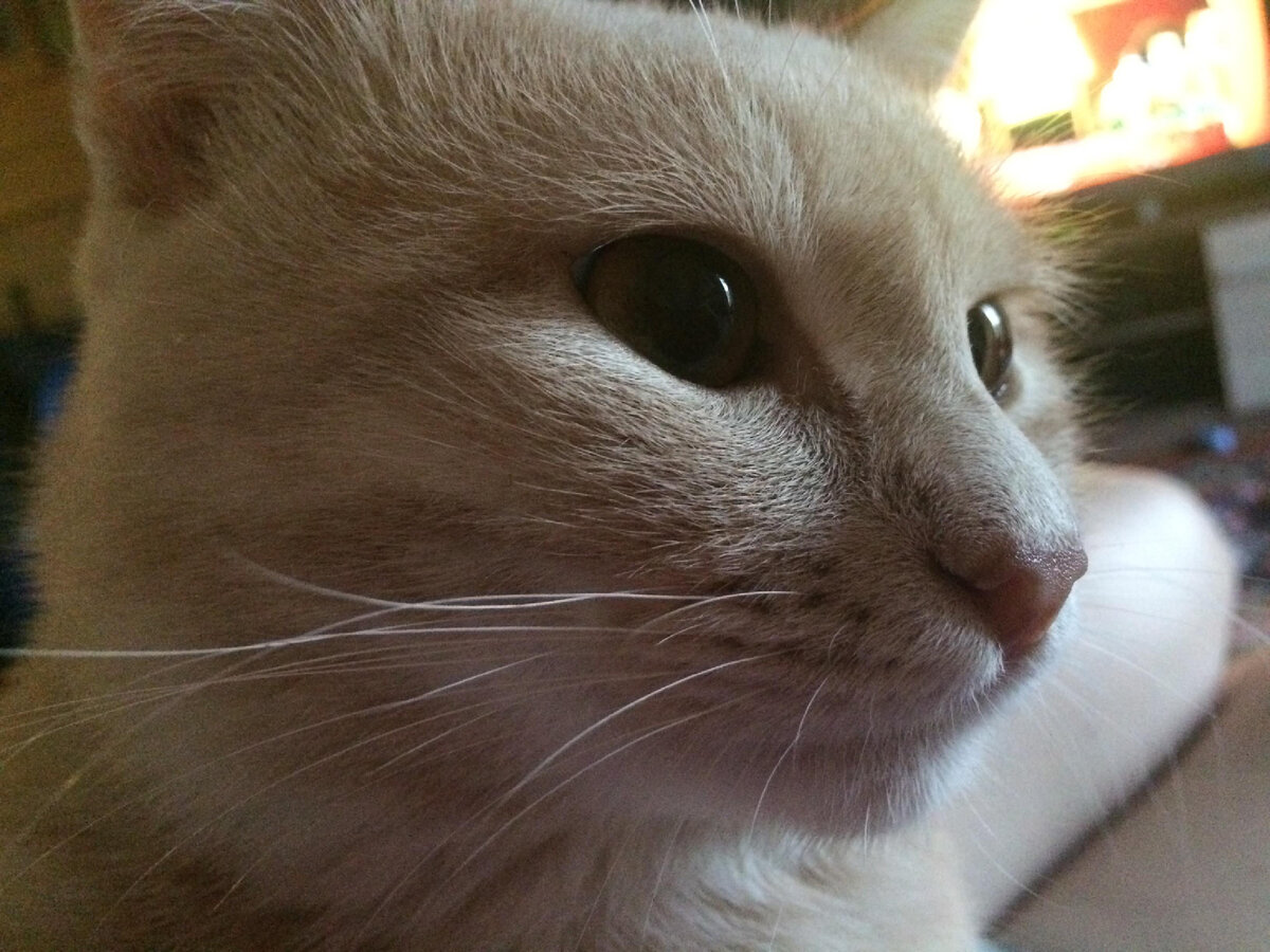 Знакомьтесь, «Чубайс»