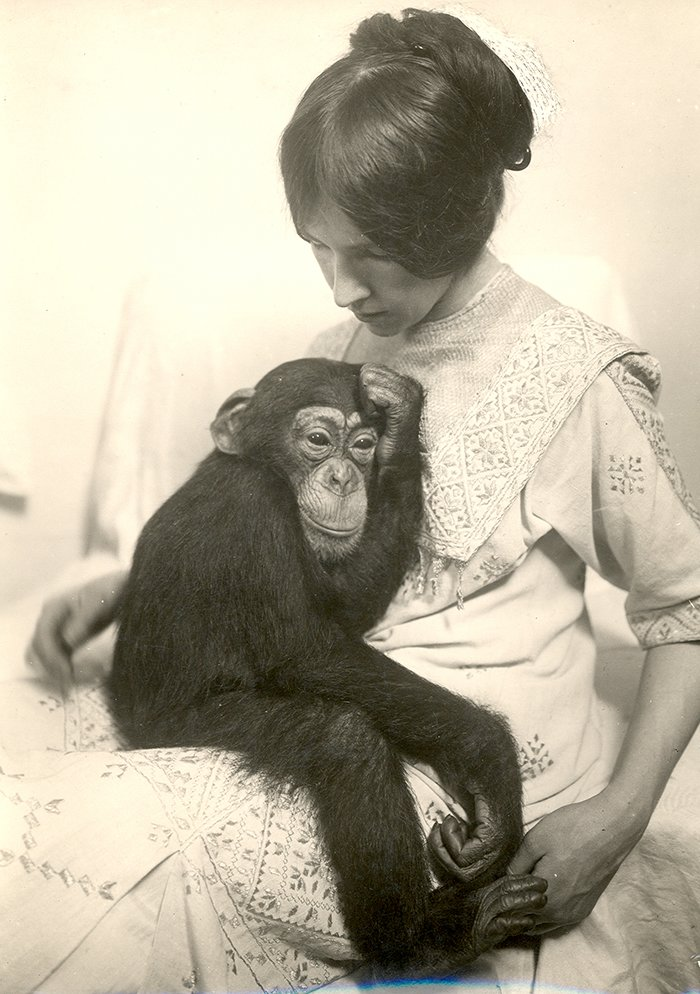 Надежда Ладыгина-Котс и шимпанзе Иони. 1914 год. Дарвиновский музей