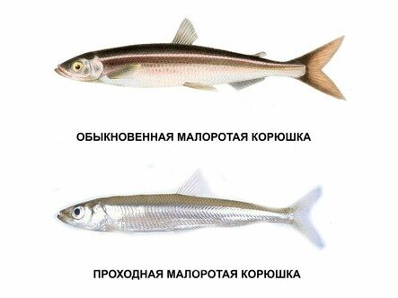 Виды дальневосточных корюшек