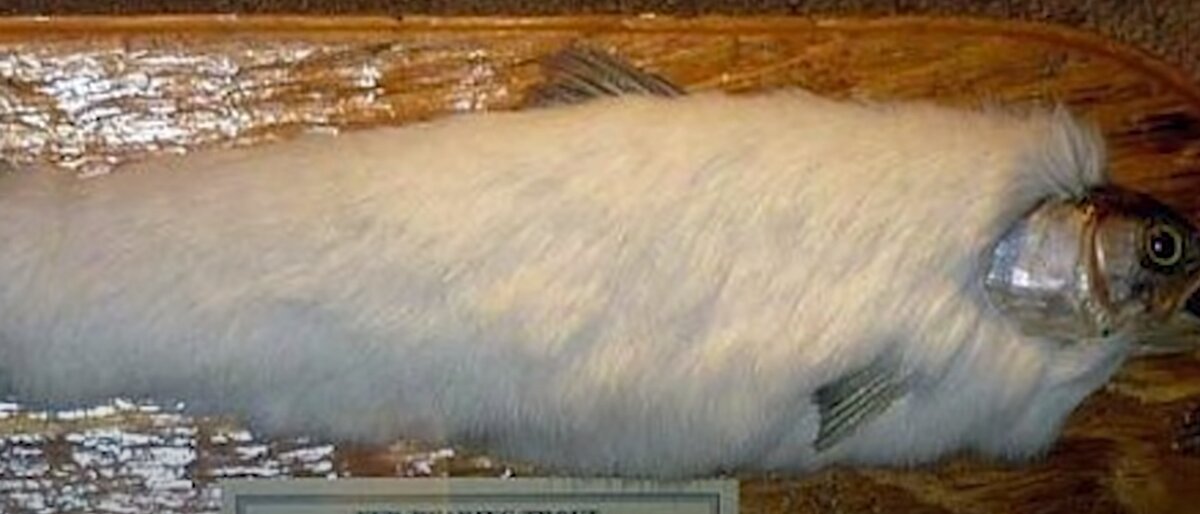 Карп с мехом. Рыбий мех что это. Шерстяная рыба. Ctkmlt d ie,t. Рыба покрытая шерстью.