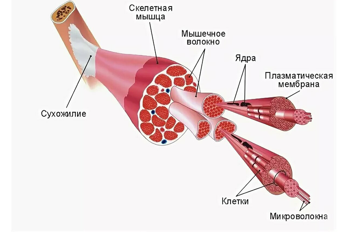 Как растут мышцы после тренировки. Схема строения скелетной мышцы. Строение скелетной мышцы рисунок. Составные части мышечного волокна. Внутреннее строение скелетной мышцы схема.