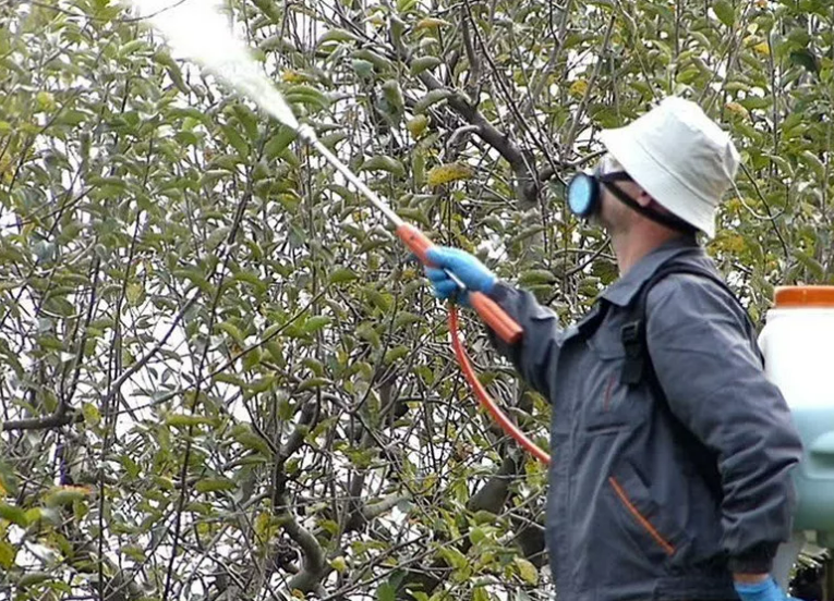 Фотография взята из источника quiz.dezecoclean.ru 