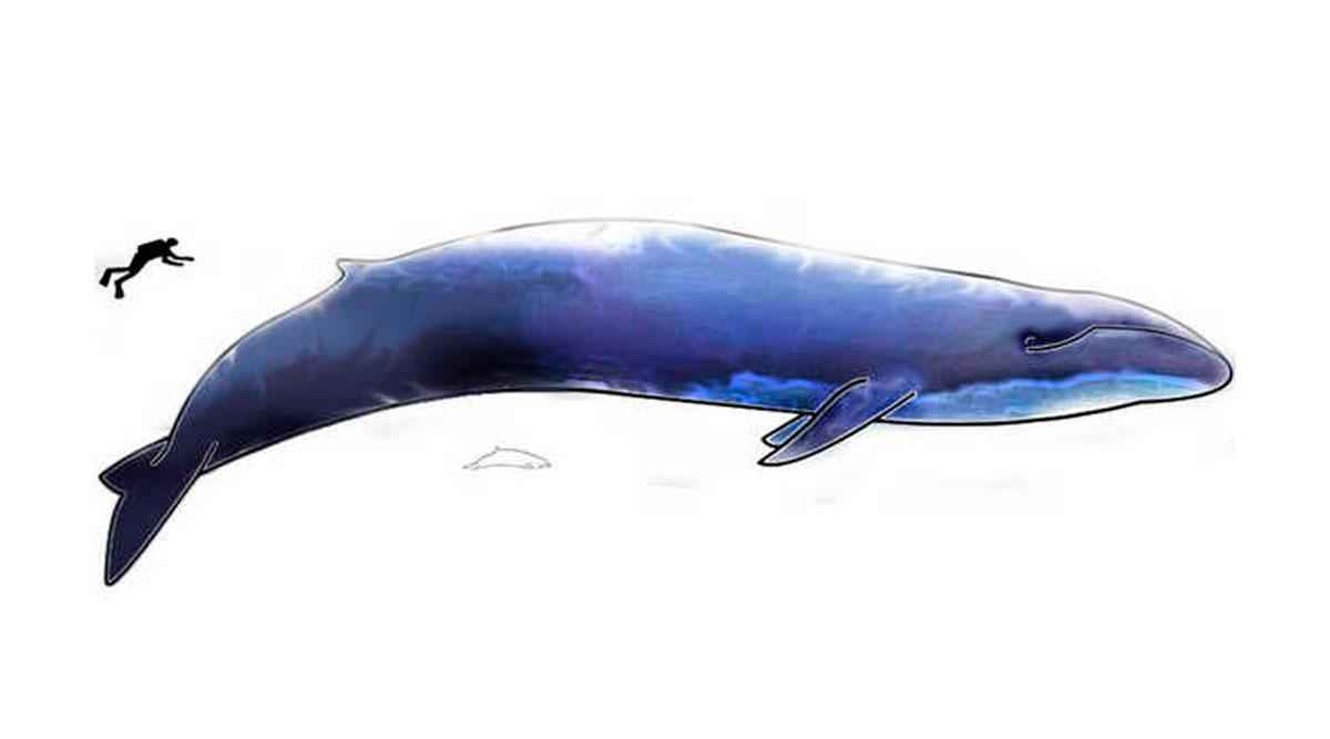 Синий кит Размеры в сравнении с человеком. МЕГАЛОДОН И синий кит. Синий голубой кит блювал.
