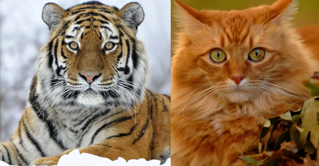  Кот — это ведь тоже Тигр)))