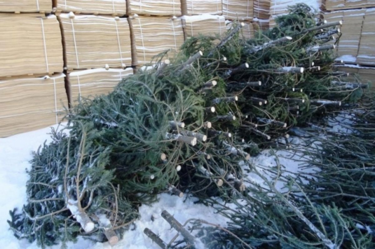    В Заполярье выяснили, что северяне делают с ёлками после праздников