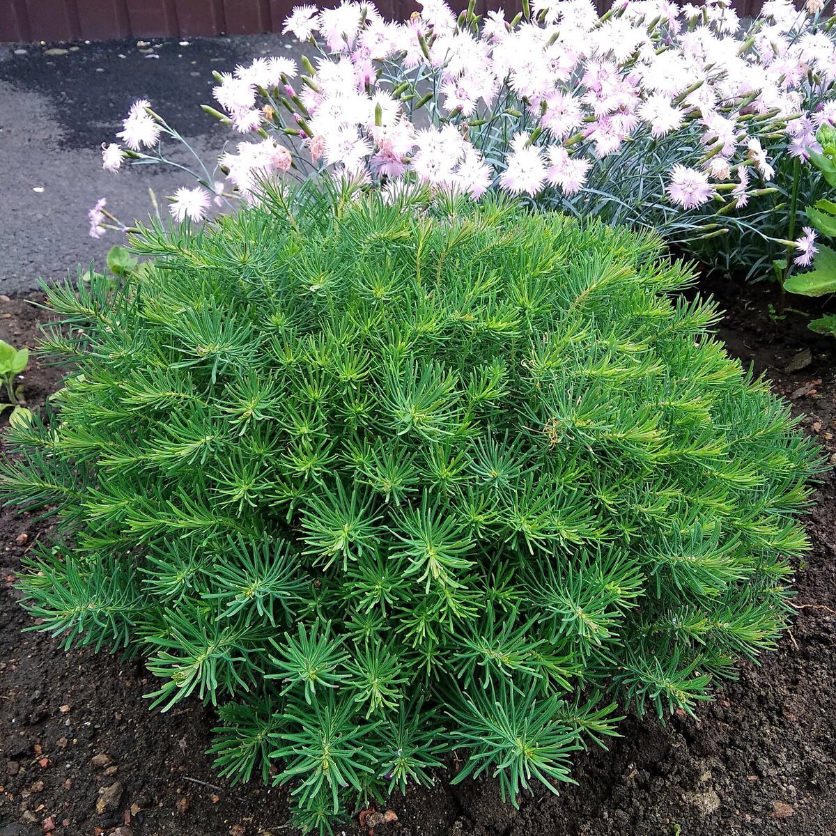 молочай кипарисовидный