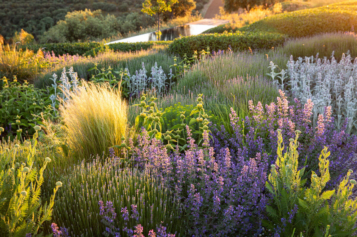 Посадки в природном стиле. Фото: https://www.takacsphoto.com/