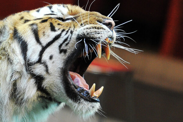 Фото: РИА Новости/Владимир Песня