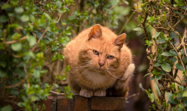 Фото из сети