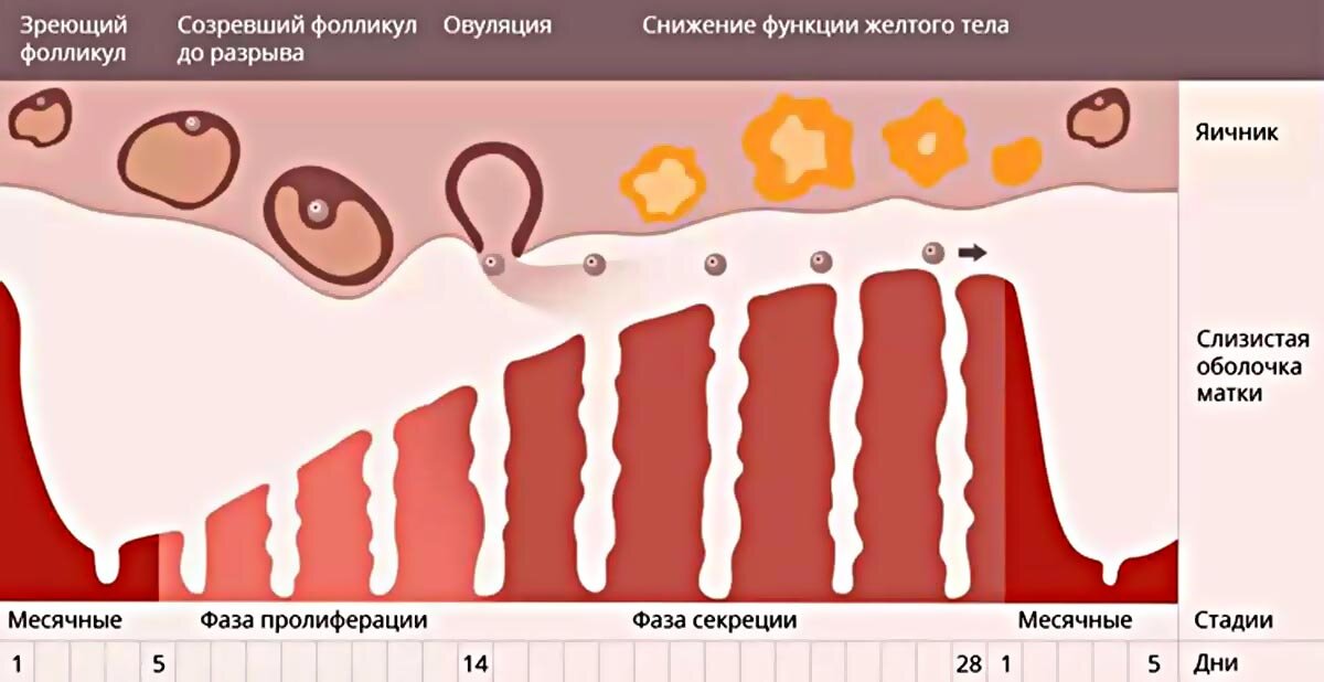 Как понять когда начнутся месячные. Фазы менструального цикла в матке. Овуляция это. Стадии овуляции.