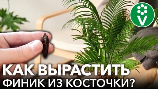 Вырастить финиковую пальму из косточки легко! Опытный агроном советует самый простой способ 🌿