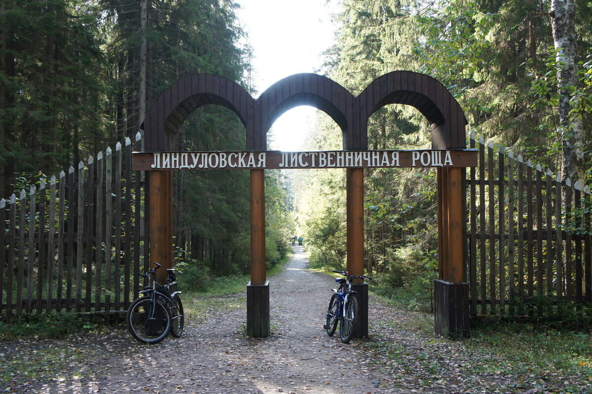 Линдуловская роща в начале осени 2017 года →