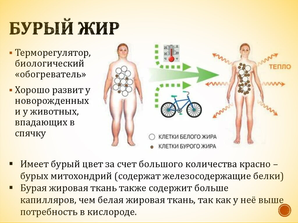 Белый жир заполняет наши животы и ягодицы… Это тот тип жира, который нам не очень-то хочется иметь. Более привлекателен для нас бурый жир, который локализуется между мускулами и содержит собственные митохондрии.