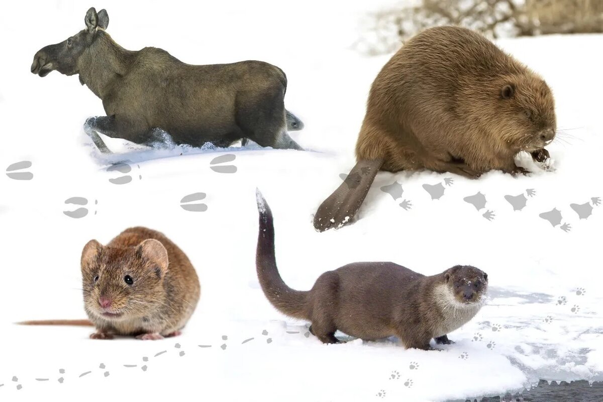 Фото - Getty Images, коллаж - Petri Rotsten.