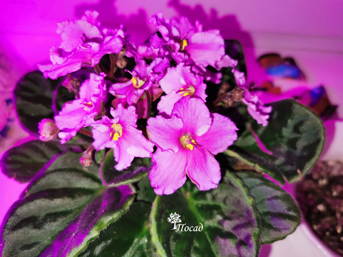 Весной моим фиалочкам тоже перепадает немного подсветки.