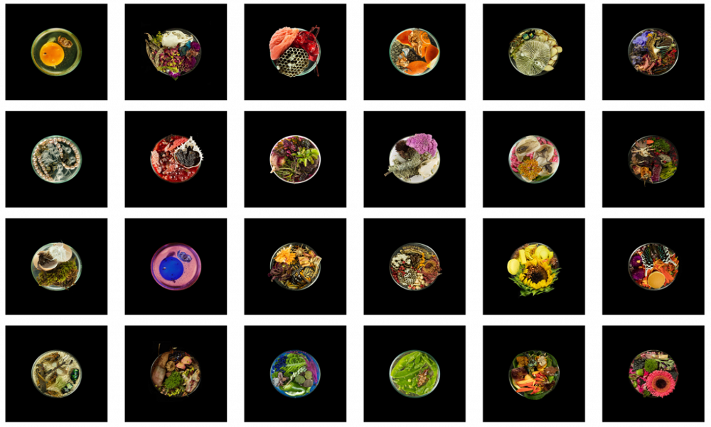 Сюзанна Анкер: Vanitas (в чашке Петри)