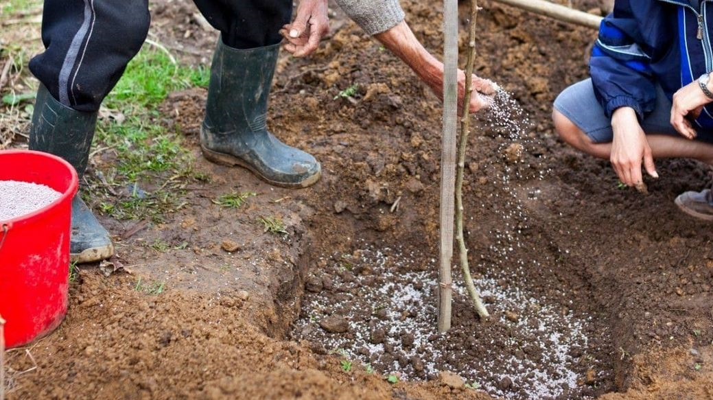 А хорош ли будет урожай?