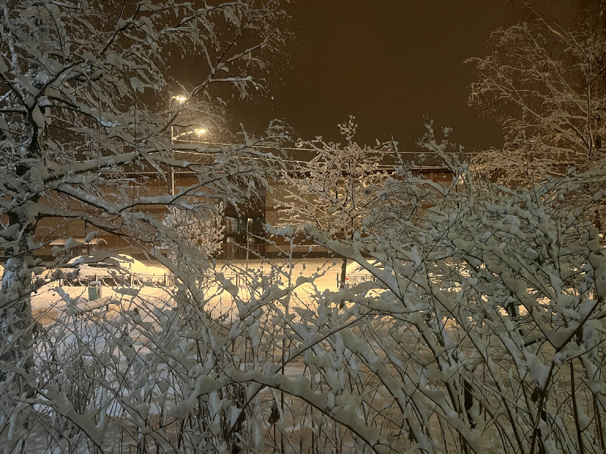 Зима нагрянула, ветки кустов и деревьев накрылись белым одеянием.