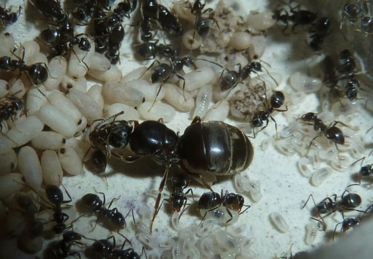 Как живут муравьи в природе | BlackAnt_world | Дзен