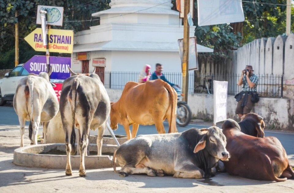 Им позволяют гулять беспрепятственно по городам