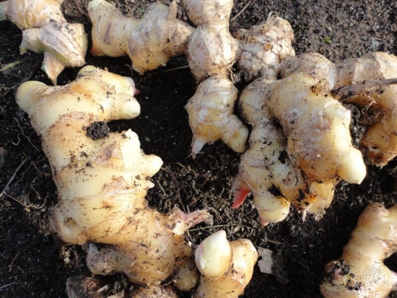 Как вырастить имбирь на грядке