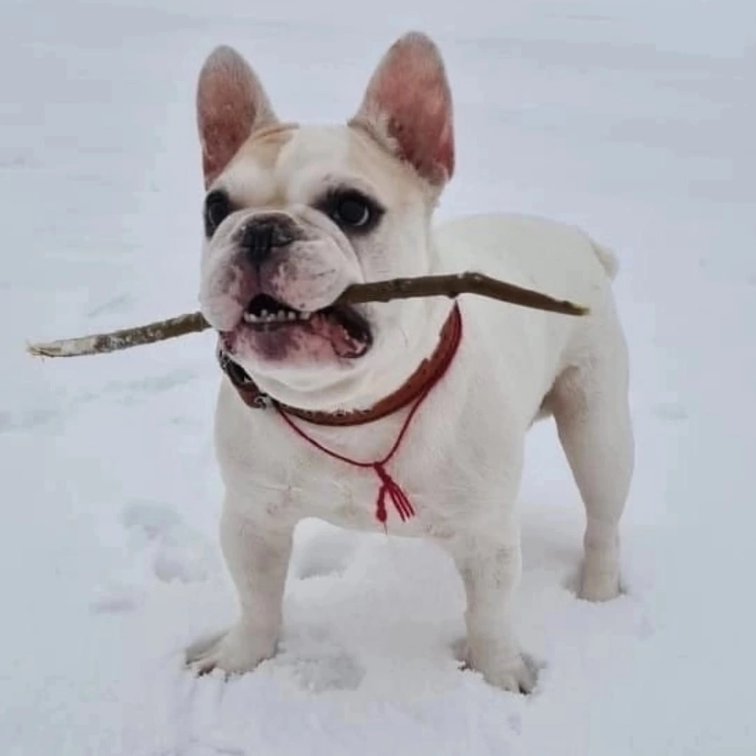 #Этьен@sosbulldog
https://vk.com/topic-144285450_49423721