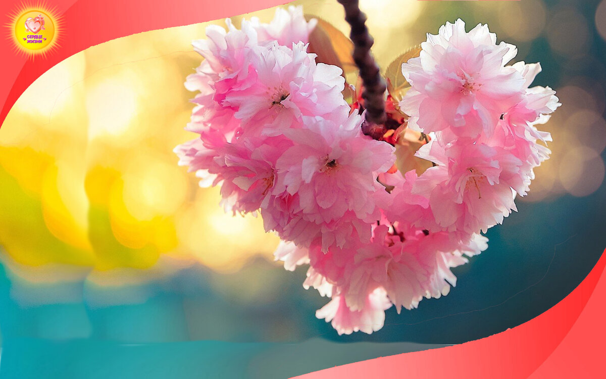 Сердце живи