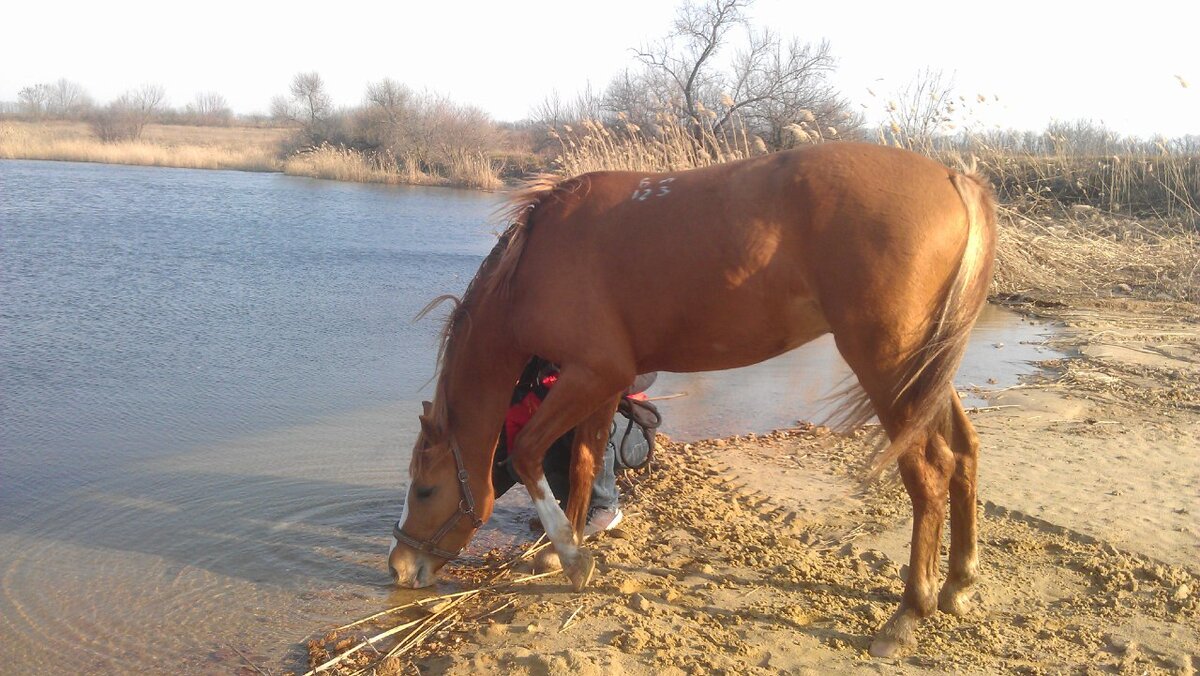 Донской жеребец Брант, 2012