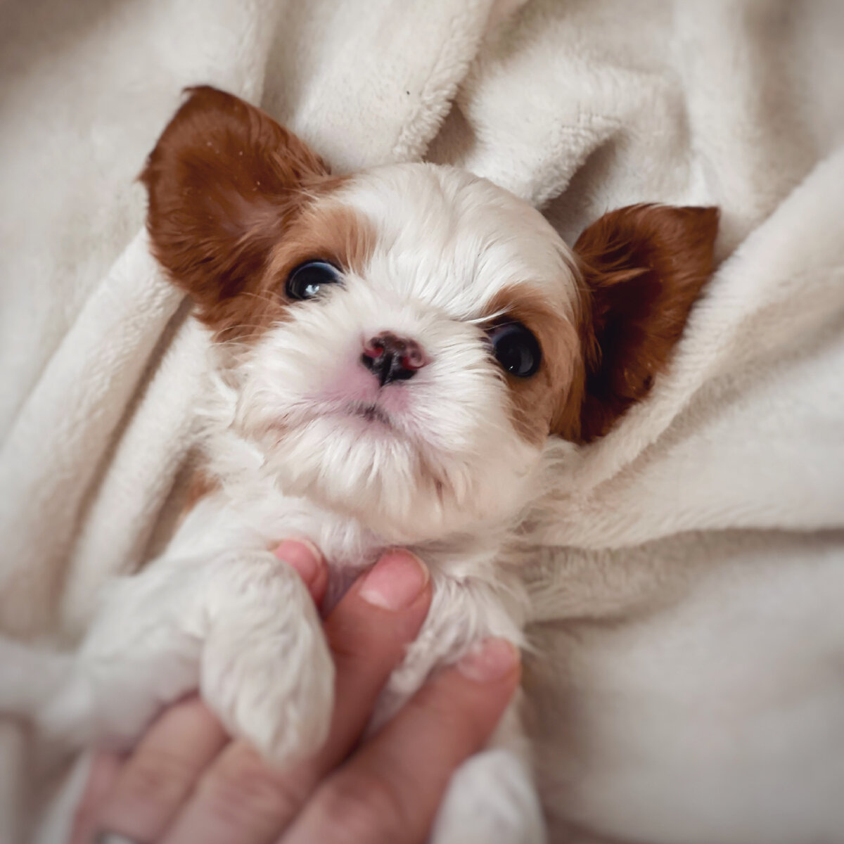 Щенок кавалер Кинг чарльз спаниеля 10 недель 