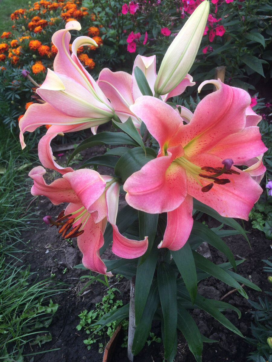 ОТ -гибрид-Зелмира