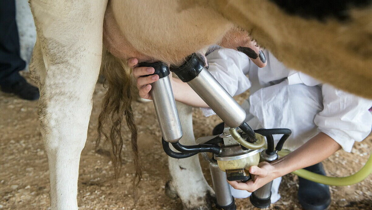     Отношение руководства к коллективу на заводе «Белый медведь» в Ростове изменилось, сообщил RostovGazeta бывший работник предприятия Андрей [имя изменено по его просьбе].