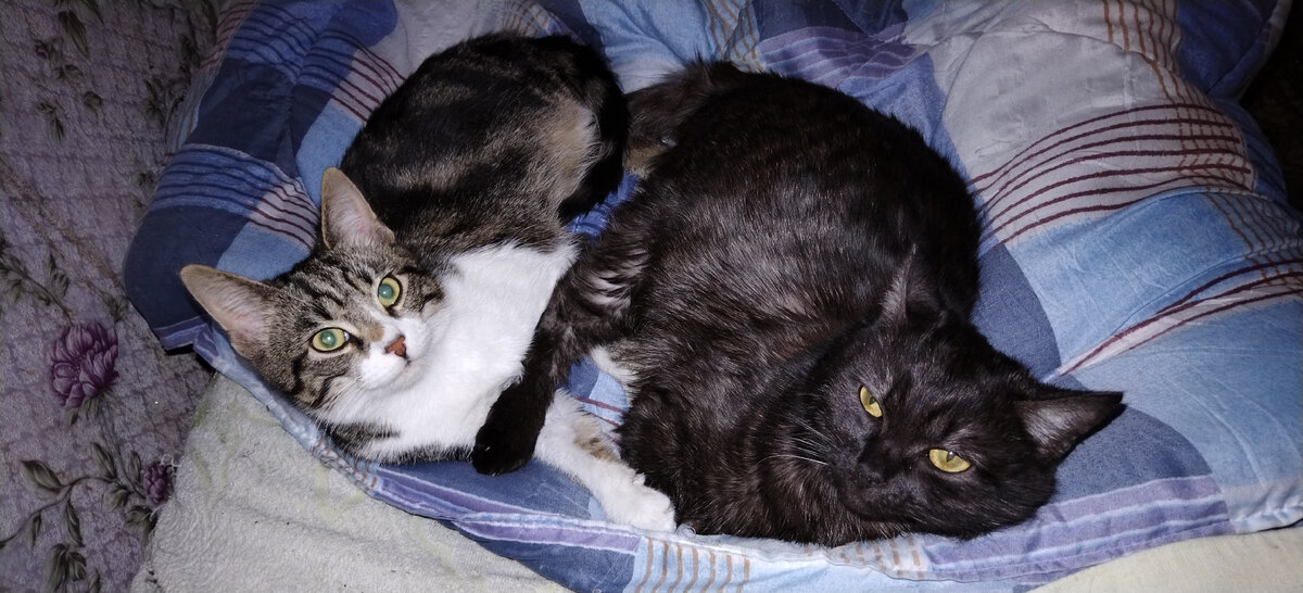 Лежим и думаем как создать свой блог в тайне от нашего человека 